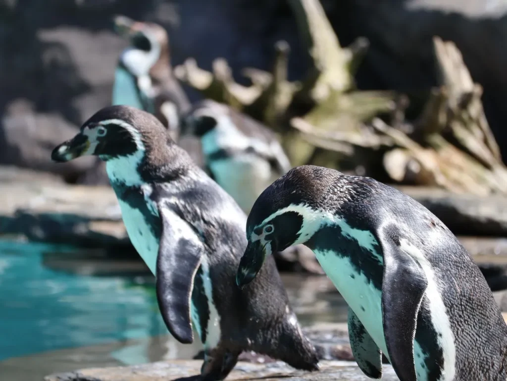 Penguin 